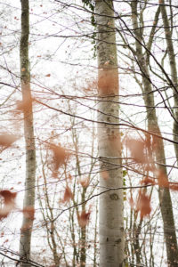Branches and twigs with brown leaves, blurred with white background