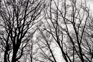 Branches and twigs in backlight, silhouette, white background, worm's-eye view
