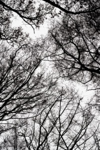 Branches and twigs in backlight, silhouette, white background, worm's-eye view