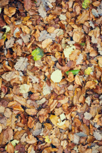 different autumn leaves on the ground, variety, autumn colours, colorful