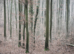 Forest with beeches in autumn