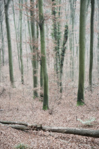 Forest with beech in autumn, fallen tree trunk