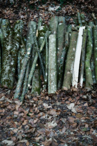 Wood cut into pieces in the forest