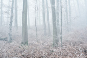 Forest with beeches in winter, hoarfrost and fog,