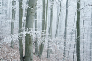 Forest with beeches in winter, hoarfrost and fog,