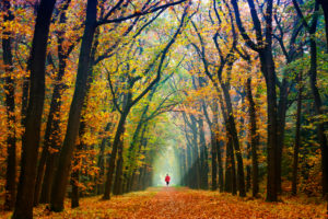 Forest path, avenue, autumn, person, Forest path, avenue, autumn, person,
