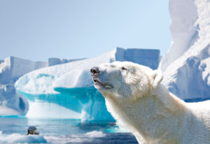 Polar bear in the Arctic, in the background a seal on an egg floe Polar bear in the Arctic, in the background a seal on an egg floe