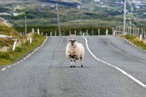The ram stands in the middle of a road in Northern Ireland The ram stands in the middle of a road in Northern Ireland