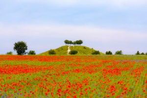 Poppy field on Kronsberg, Hannover-Laatzen, Lower Saxony, Hanover Poppy field on Kronsberg, Hannover-Laatzen, Lower Saxony, Hanover