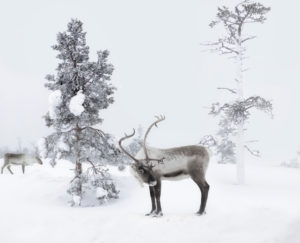 Reindeer pass snow-covered trees Reindeer pass snow-covered trees
