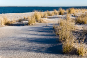 Seagrass on the beach in Sylt, Schleswig-Holstein Seagrass on the beach in Sylt, Schleswig-Holstein