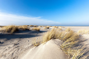 Seagrass on the beach in Sylt, Schleswig-Holstein Seagrass on the beach in Sylt, Schleswig-Holstein