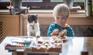 Child with cat with the breakfast at the kitchen table, half portrait Child with cat with the breakfast at the kitchen table, half portrait