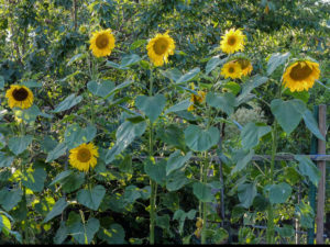Sunflowers (Helianthus annuus) grow in the row as a screen Sunflowers (Helianthus annuus) grow in the row as a screen