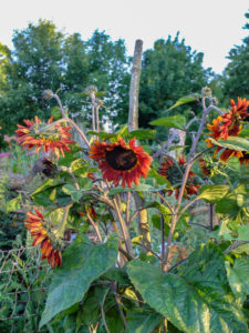 Sunflower "Terracotta" (Helianthus annuus) in the garden Sunflower "Terracotta" (Helianthus annuus) in the garden