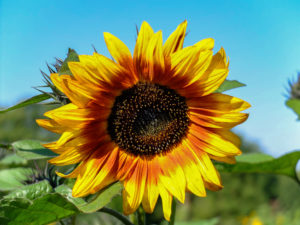 Sunflower "Firecracker" (Helianthus annuus) in the garden Sunflower "Firecracker" (Helianthus annuus) in the garden