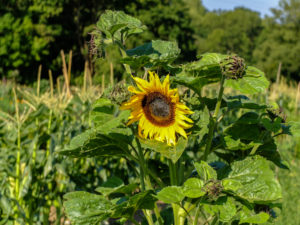Sunflower (Helianthus annuus) in the garden Sunflower (Helianthus annuus) in the garden