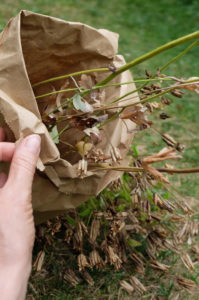 Columbine seeds (Aquilegia vulgaris) in a paper bag Columbine seeds (Aquilegia vulgaris) in a paper bag
