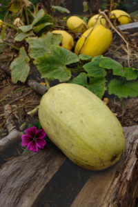 Pumpkin "Spaghetti" (Cucurbita pepo) lies on boards as a base, as protection against putrefaction Pumpkin "Spaghetti" (Cucurbita pepo) lies on boards as a base, as protection against putrefaction