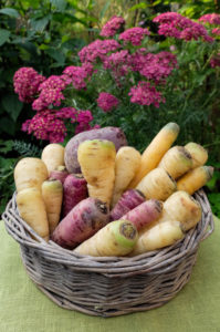 Wurzelgemüse (Pastinake, bunte Möhren, Petersilienwurzel, rote Beete) im Korb Wurzelgemüse (Pastinake, bunte Möhren, Petersilienwurzel, rote Beete) im Korb