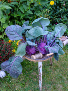 Violetter Kohlrabi "Kolibri" (Brassica oleracea var. gongylodes) dekorativ im Drahtkorb Violetter Kohlrabi "Kolibri" (Brassica oleracea var. gongylodes) dekorativ im Drahtkorb