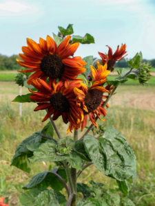 Sunflower "Terracotta" (Helianthus annuus) in the garden Sunflower "Terracotta" (Helianthus annuus) in the garden