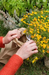 Collect seeds of spiced tagetes (Tagetes tenuifolia) in a paper bag Collect seeds of spiced tagetes (Tagetes tenuifolia) in a paper bag