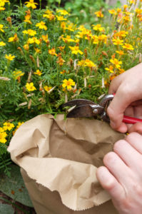Collect seeds of spiced tagetes (Tagetes tenuifolia) in a paper bag Collect seeds of spiced tagetes (Tagetes tenuifolia) in a paper bag