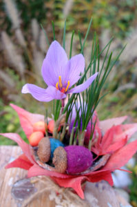 Autumn timeless (Colchicum autumnale) in a pot as an autumn decoration Autumn timeless (Colchicum autumnale) in a pot as an autumn decoration