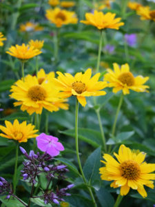 Yellow coneflower (Heliopsis helianthoides) "Venus" Yellow coneflower (Heliopsis helianthoides) "Venus"
