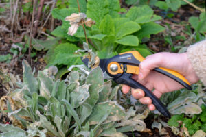 Remove dry leaves of Vexier Carnation (Lychnis coronaria) in autumn Remove dry leaves of Vexier Carnation (Lychnis coronaria) in autumn