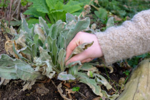 Remove dry leaves of Vexier Carnation (Lychnis coronaria) in autumn Remove dry leaves of Vexier Carnation (Lychnis coronaria) in autumn