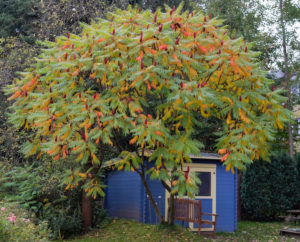 Essigbaum (Rhus typhina) vor dem blauen Schuppen Essigbaum (Rhus typhina) vor dem blauen Schuppen