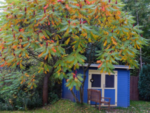 Essigbaum (Rhus typhina) vor dem blauen Schuppen Essigbaum (Rhus typhina) vor dem blauen Schuppen