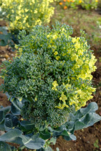 flowering broccoli flowering broccoli