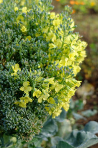 flowering broccoli flowering broccoli