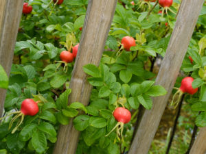 Red fruits of the potato rose (Rosa rugosa), also called rose hip, on the bush Red fruits of the potato rose (Rosa rugosa), also called rose hip, on the bush
