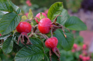 Ripe red fruits of the potato rose (Rosa rugosa), also called rose hip, on the bush Ripe red fruits of the potato rose (Rosa rugosa), also called rose hip, on the bush