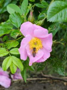 Pink flowers of the potato rose (Rosa rugosa) attract bees Pink flowers of the potato rose (Rosa rugosa) attract bees