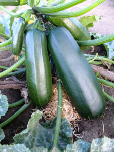 Zucchini liegt auf Holzwolle als Unterlage, als Schutz vor Fäulnis Zucchini liegt auf Holzwolle als Unterlage, als Schutz vor Fäulnis