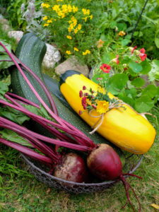 Zucchini-Ernte im Korb - Sorte "Defender" und "Zephyr", sowie Rote Beete Zucchini-Ernte im Korb - Sorte "Defender" und "Zephyr", sowie Rote Beete