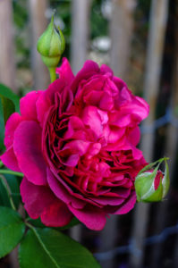English rose "William Shakespeare 2000", double flower English rose "William Shakespeare 2000", double flower