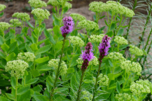 Weiß blühende, hohe Fetthenne 'Iceberg' (Sedum spectabile) Weiß blühende, hohe Fetthenne 'Iceberg' (Sedum spectabile)