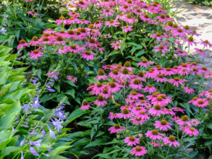 Meadow sun hat 'PowWow Wild Berry' in a bed, (Echinacea purpurea) Meadow sun hat 'PowWow Wild Berry' in a bed, (Echinacea purpurea)