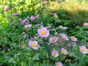 Pink autumn anemone "September Charm" (Anemone hupehensis) Pink autumn anemone "September Charm" (Anemone hupehensis)