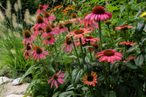Mock sun hat 'Kim's Knee High' (Echinacea purpurea) in the bed Mock sun hat 'Kim's Knee High' (Echinacea purpurea) in the bed