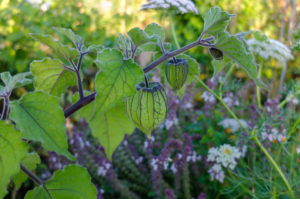 Physalis peruviana, 'Peruvian Andean Berry' in the garden Physalis peruviana, 'Peruvian Andean Berry' in the garden