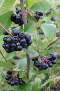 Ripe aronia berries on the bush (Aronia melanocarpa) Ripe aronia berries on the bush (Aronia melanocarpa)