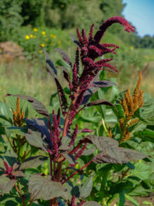 Vegetable Amaranth - Red-leaved foxtail (Amaranthus) grows in the garden Vegetable Amaranth - Red-leaved foxtail (Amaranthus) grows in the garden