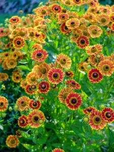 sneezeweed, Helenium x cultorum 'Königstiger' sneezeweed, Helenium x cultorum 'Königstiger'